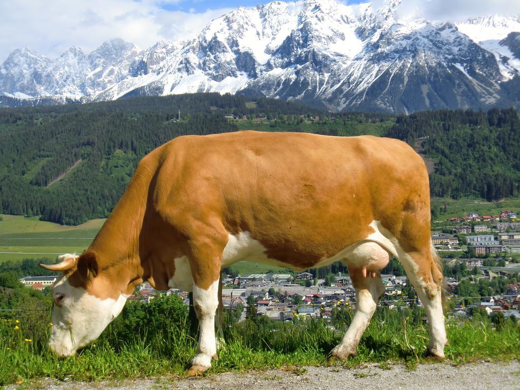 Spreitzhof - Appartements Schladming Dış mekan fotoğraf